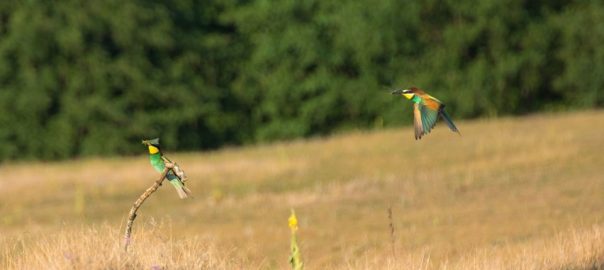  La pas, cântecul naturii