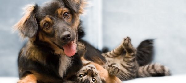  De sărbători, aveți grijă de câinele dumneavoastră!