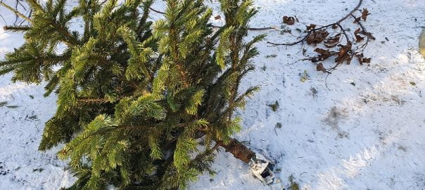  Operatorii de salubrizare au început deja colectarea brazilor de Crăciun