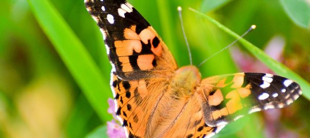  Un sonet pe zi: „Va înceta şi vântul”, de Adrian Munteanu