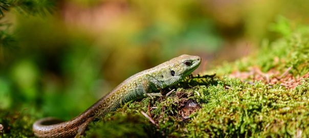  Adrian Munteanu: „De n-aş primi un trup” – Sonetoterapie