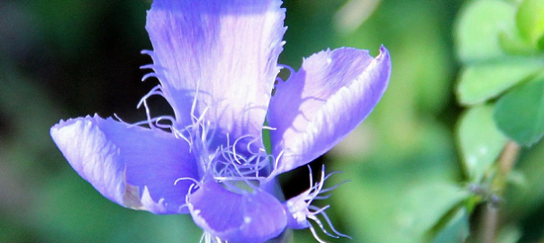  Sonetoterapie cu Adrian Munteanu: „Cerşetorul”