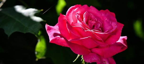  Adrian Munteanu: „În umbra zilei” – Un sonet pe zi