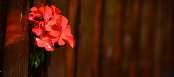  Sonetoterapie: „De ce-nnegresc o foaie de hârtie”, de Adrian Munteanu