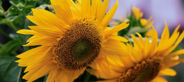  Sonetoterapie: „LUNA ȘI SOARELE”, de Adrian Munteanu