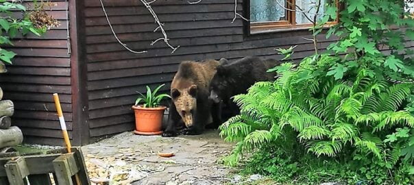 Procedura privind gestionarea situațiilor de urgență generate de animalele sălbatice periculoase la nivelul județului Brașov funcționează! (foto, video)