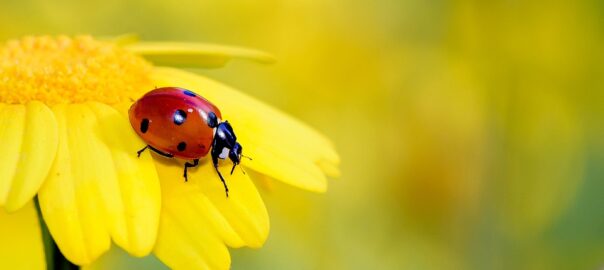  Poveștile lui Adrian Munteanu: „Gândăcelul”