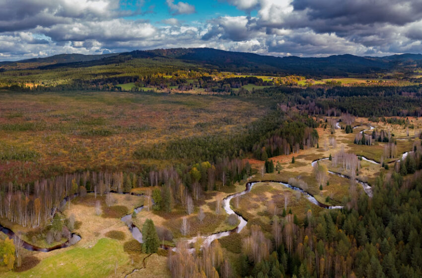 Fundația Conservation Carpathia și Parcul Național Šumava, cel mai mare parc național din Cehia, semnează un parteneriat de cooperare
