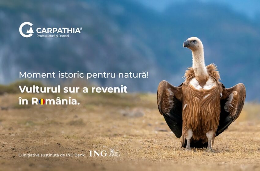  Vulturii suri revin în România după mai bine de 70 de ani: primele 25 de exemplare au ajuns în Masivul Făgăraș
